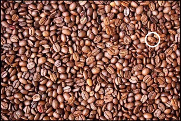 بازی فکری : چهره پنهان در بین دانه های قهوه