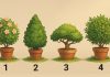 تست شخصیت شناسی درختچه‌ ای که انتخاب می‌ کنید