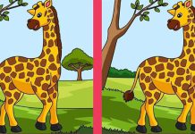 بازی فکری : تفاوت تصاویر خانم زرافه